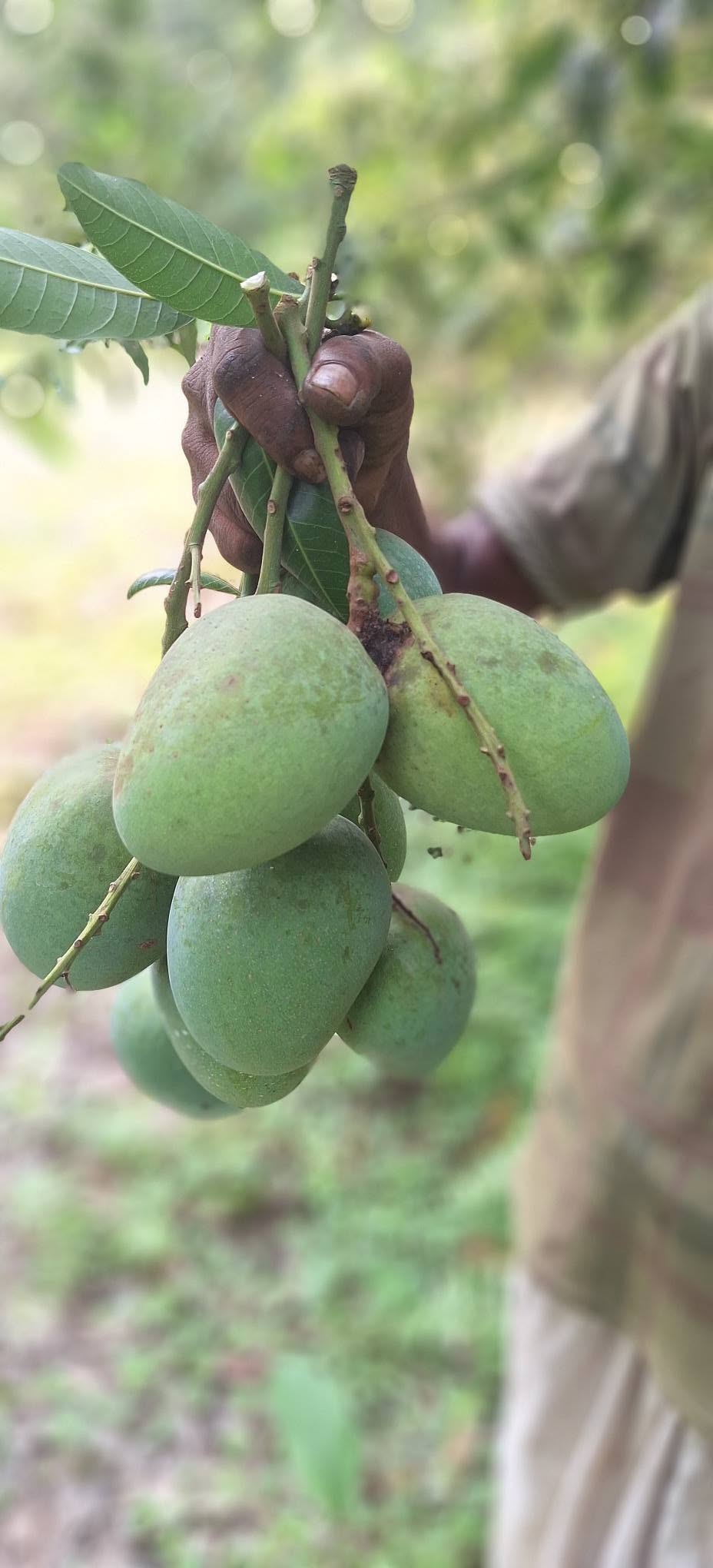 Himsagar Mango-10 kg